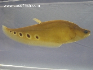 Foto Galerie/Osteoglossiformes/Chitala ornata/Chitala ornata_02_S.jpg